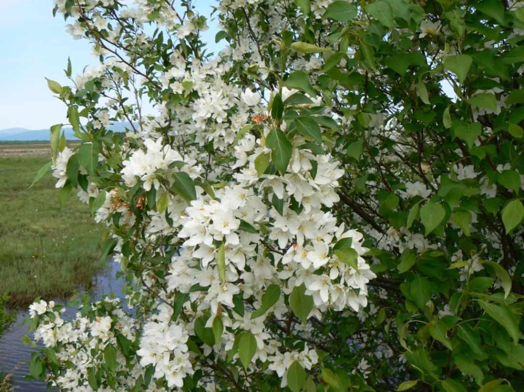 Image of Malus mandshurica specimen.