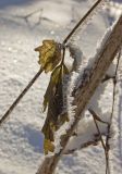 Image of taxon representative. Author is Мария Жукова