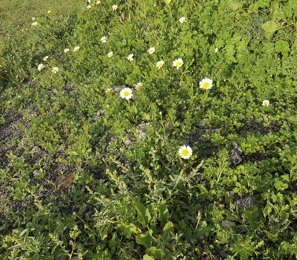 Image of Glebionis coronaria specimen.