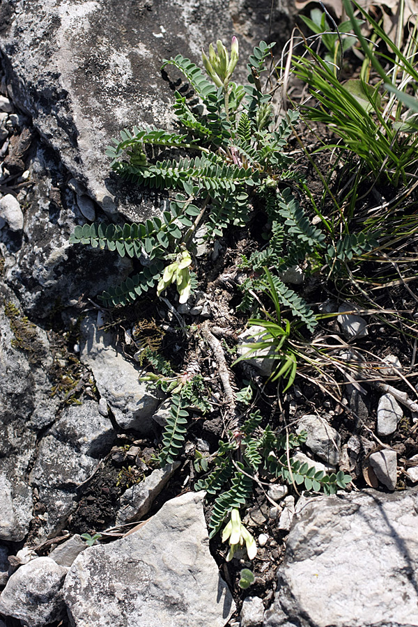 Image of Astragalus demetrii specimen.