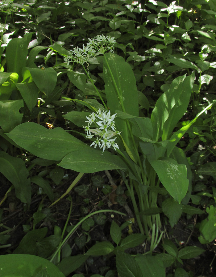 Изображение особи Allium ursinum.