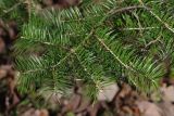 Abies holophylla