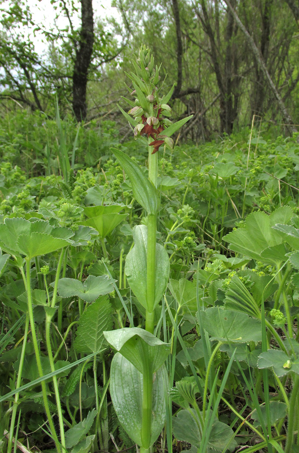 Изображение особи Dactylorhiza viridis.