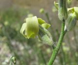 Matthiola odoratissima