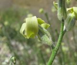 Matthiola odoratissima. Цветок (вид сбоку). Дагестан, Кумторкалинский р-н, у ж. д. 06.05.2018.