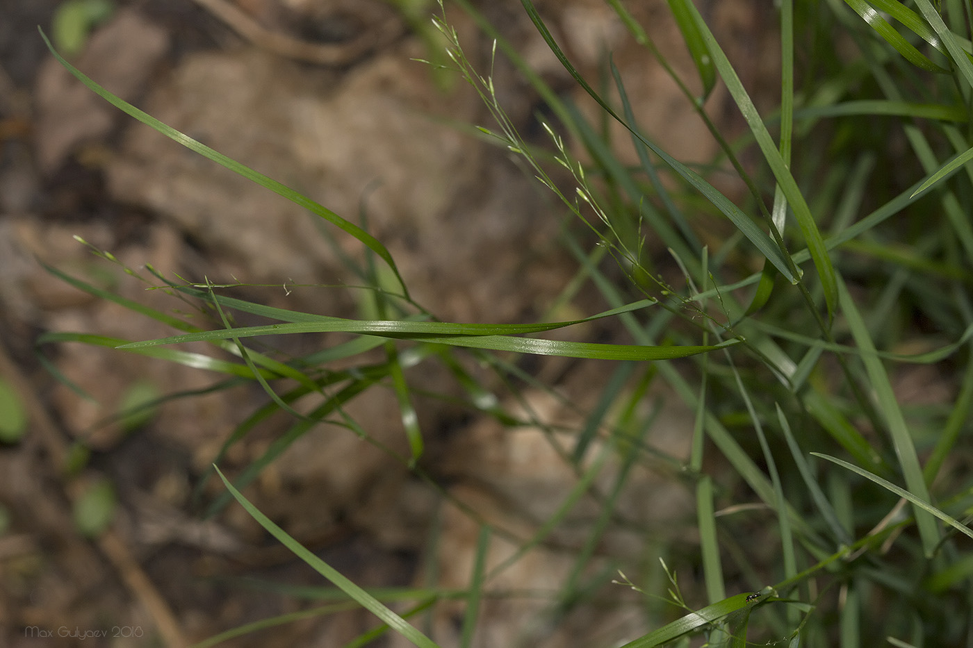 Изображение особи Poa nemoralis.