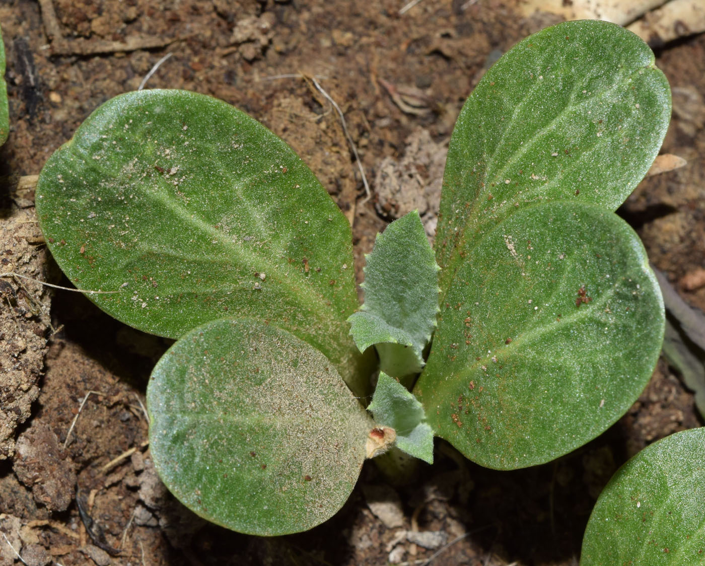 Image of Cynara scolymus specimen.