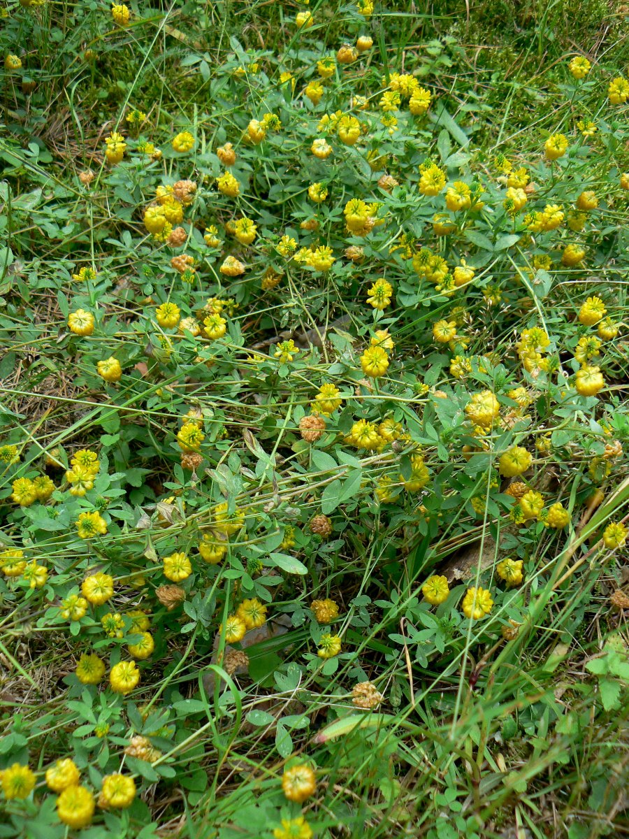 Image of Trifolium aureum specimen.