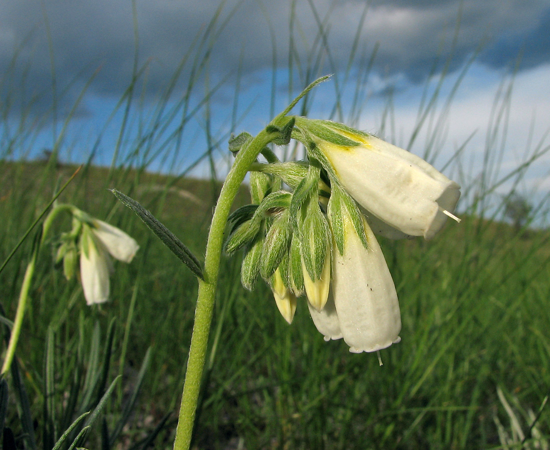 Изображение особи Onosma tanaitica.