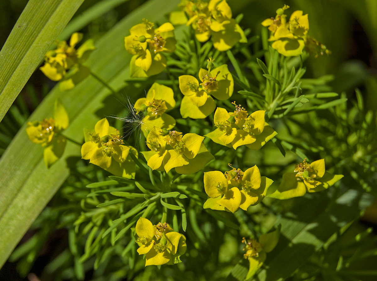 Изображение особи Euphorbia cyparissias.