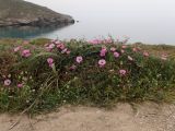 Convolvulus althaeoides