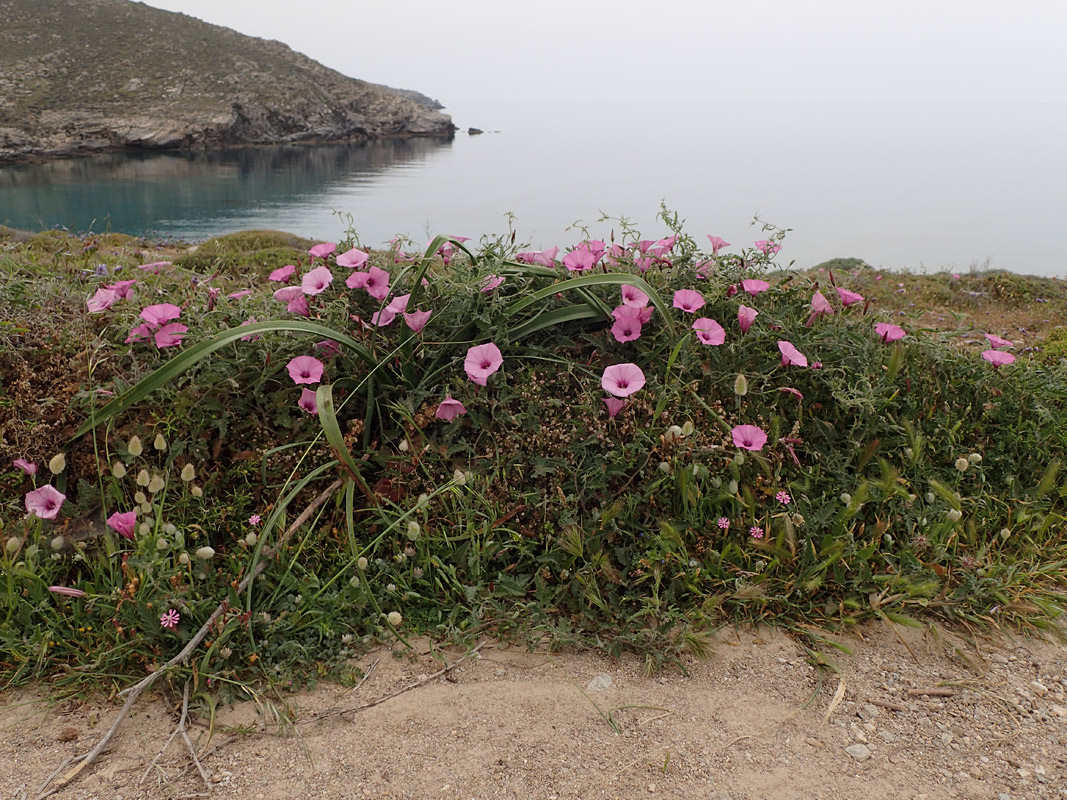 Изображение особи Convolvulus althaeoides.