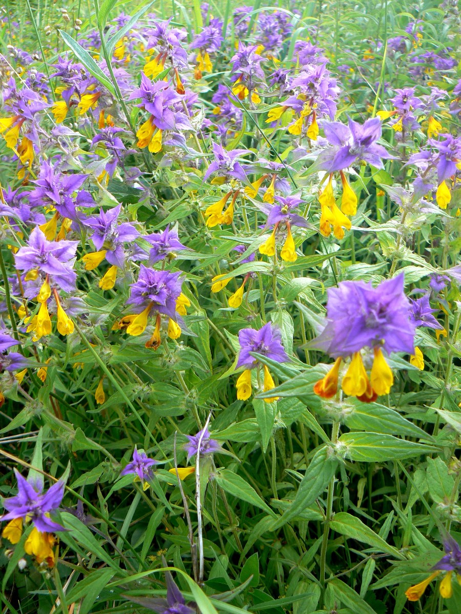 Image of Melampyrum nemorosum specimen.