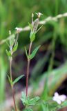 Epilobium adenocaulon. Верхняя часть побега с соцветием. Московская обл., Солнечногорский р-н, близ Щепкина болота, просека под ЛЭП. 12.07.2018.