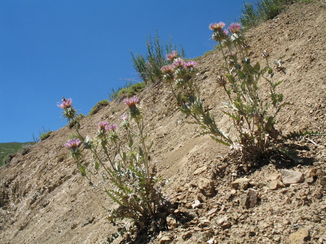 Изображение особи Cousinia echinocephala.