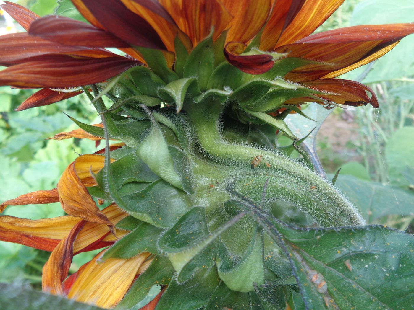 Image of Helianthus annuus specimen.