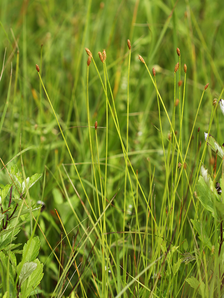Image of Eleocharis wichurae specimen.