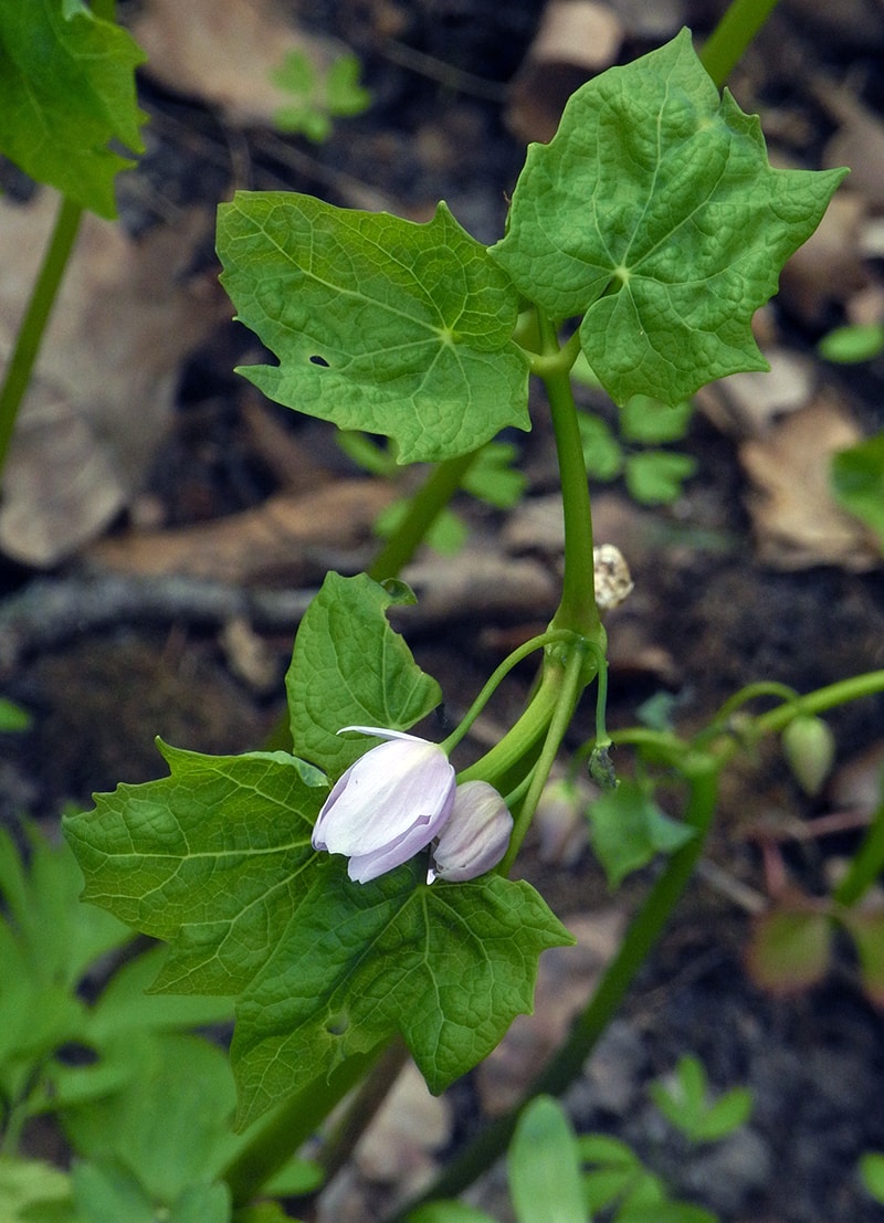 Изображение особи Ranzania japonica.