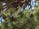 Pinus sylvestris подвид hamata. Ветвь с раскрывшимися прошлогодними шишками. Северная Осетия, Алагирское ущелье, Нарская котловина, окр. пос. Нар, склоны Бокового хребта, 1730 м н.у.м. 07.05.2010.