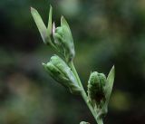 Gladiolus &times; gandavensis