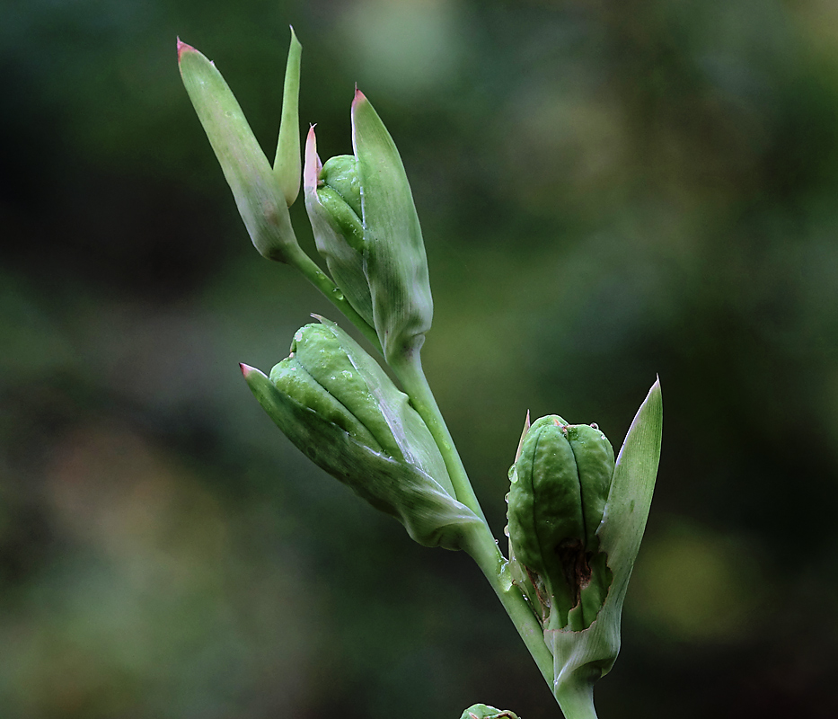 Изображение особи Gladiolus &times; gandavensis.