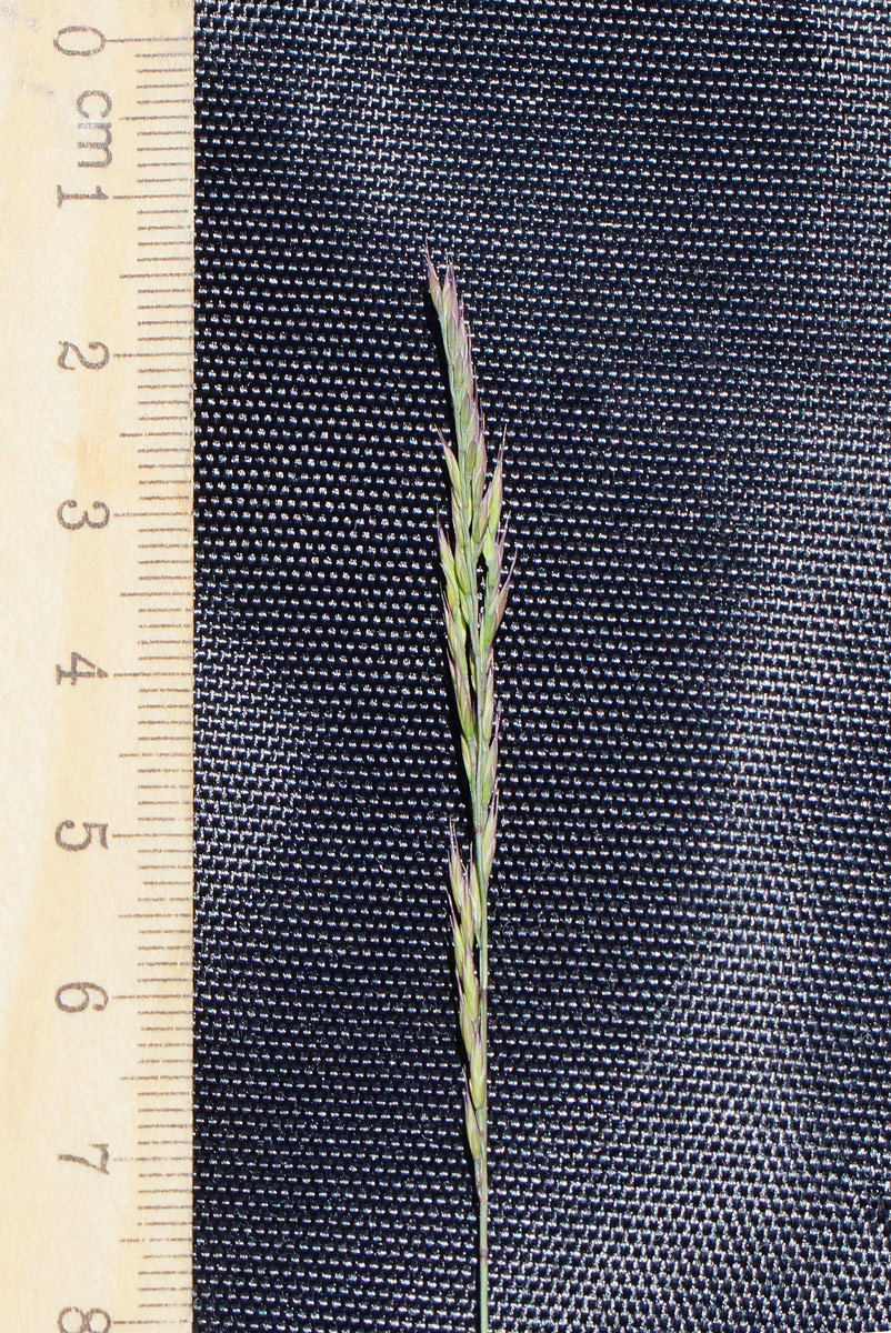 Image of Festuca valesiaca specimen.