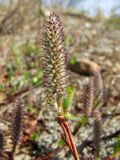 Salix saxatilis. Верхушка побега с женским соцветием. Магаданская обл., Ольский р-н, недалеко от трассы Магадан-Ола, заброшенный каменный карьер. 07.06.2015.