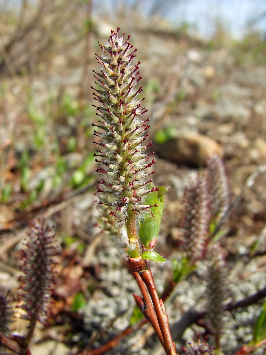 Image of Salix saxatilis specimen.