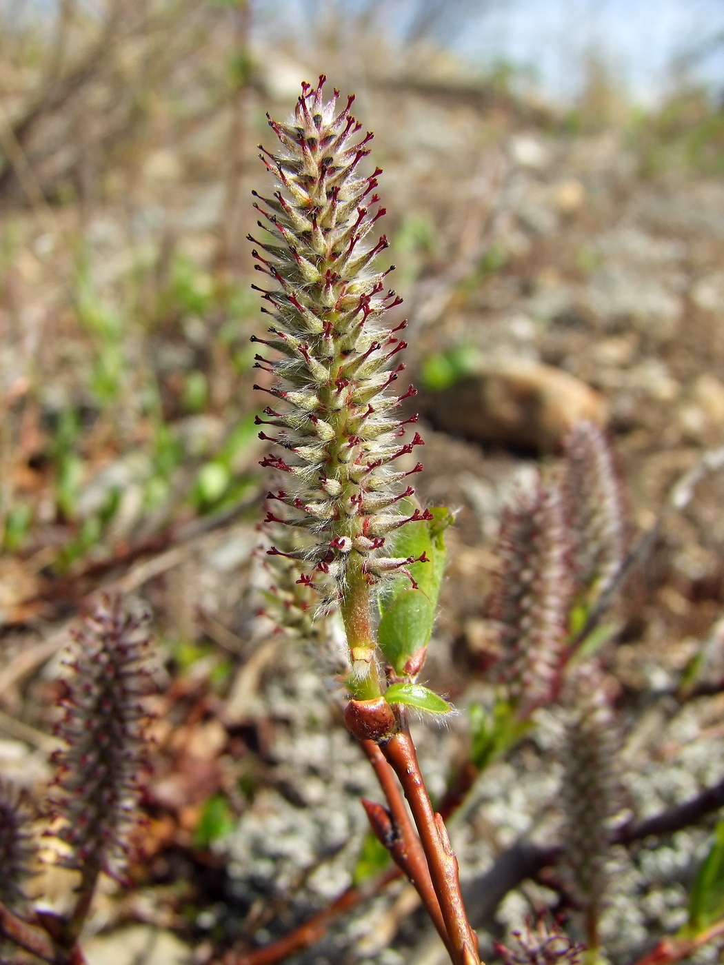 Изображение особи Salix saxatilis.