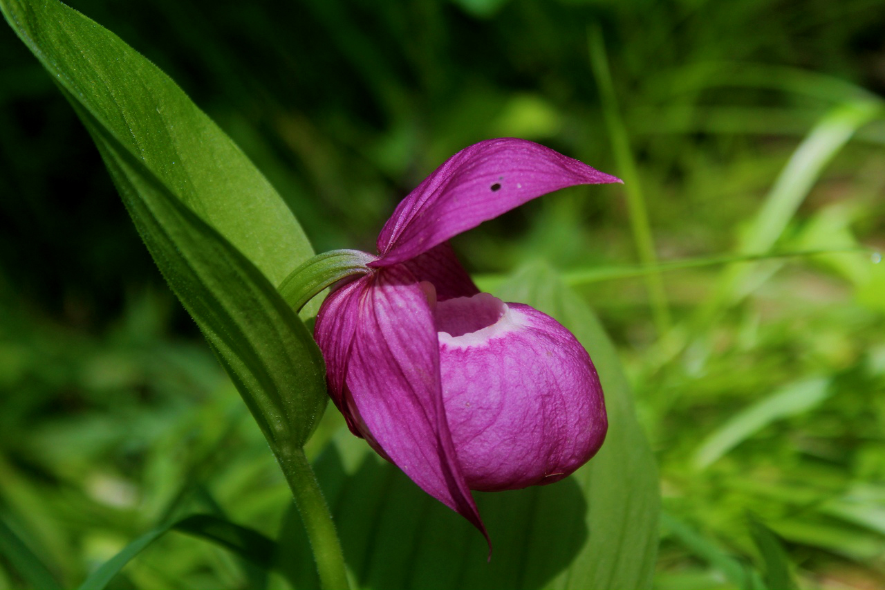 Изображение особи Cypripedium macranthos.