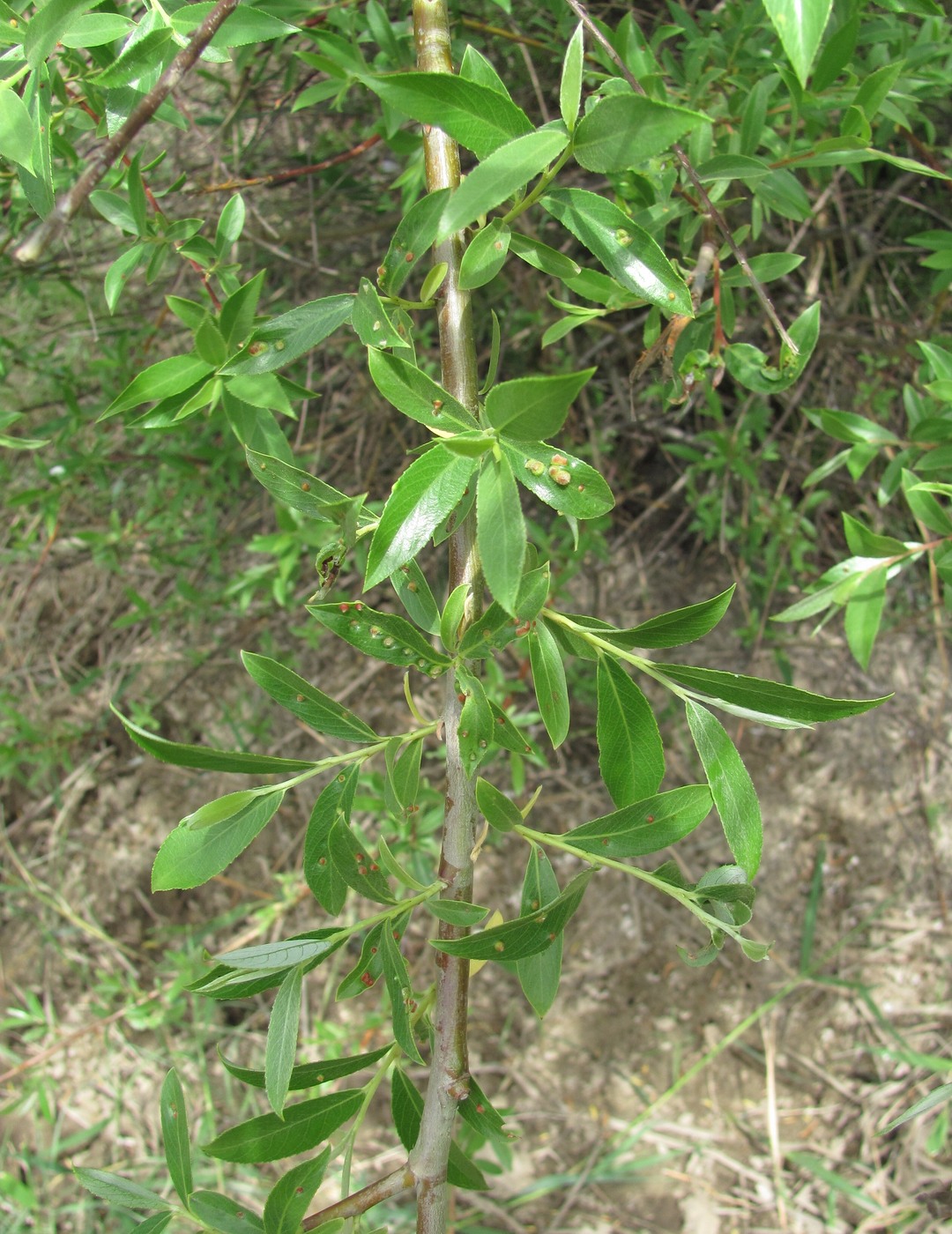 Изображение особи Salix alba.