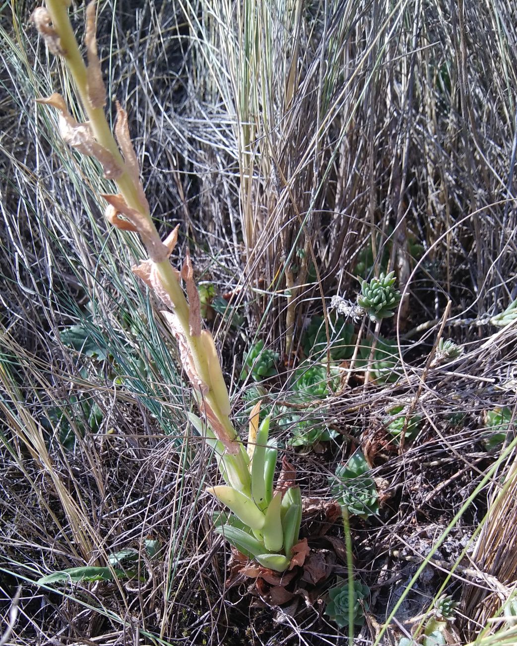 Изображение особи Sempervivum transcaucasicum.