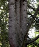 Cedrus libani