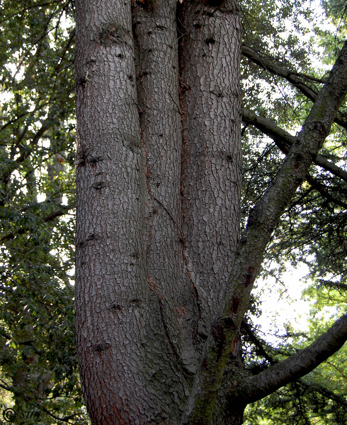 Image of Cedrus libani specimen.