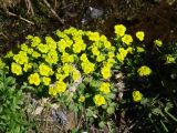 Chrysosplenium sibiricum