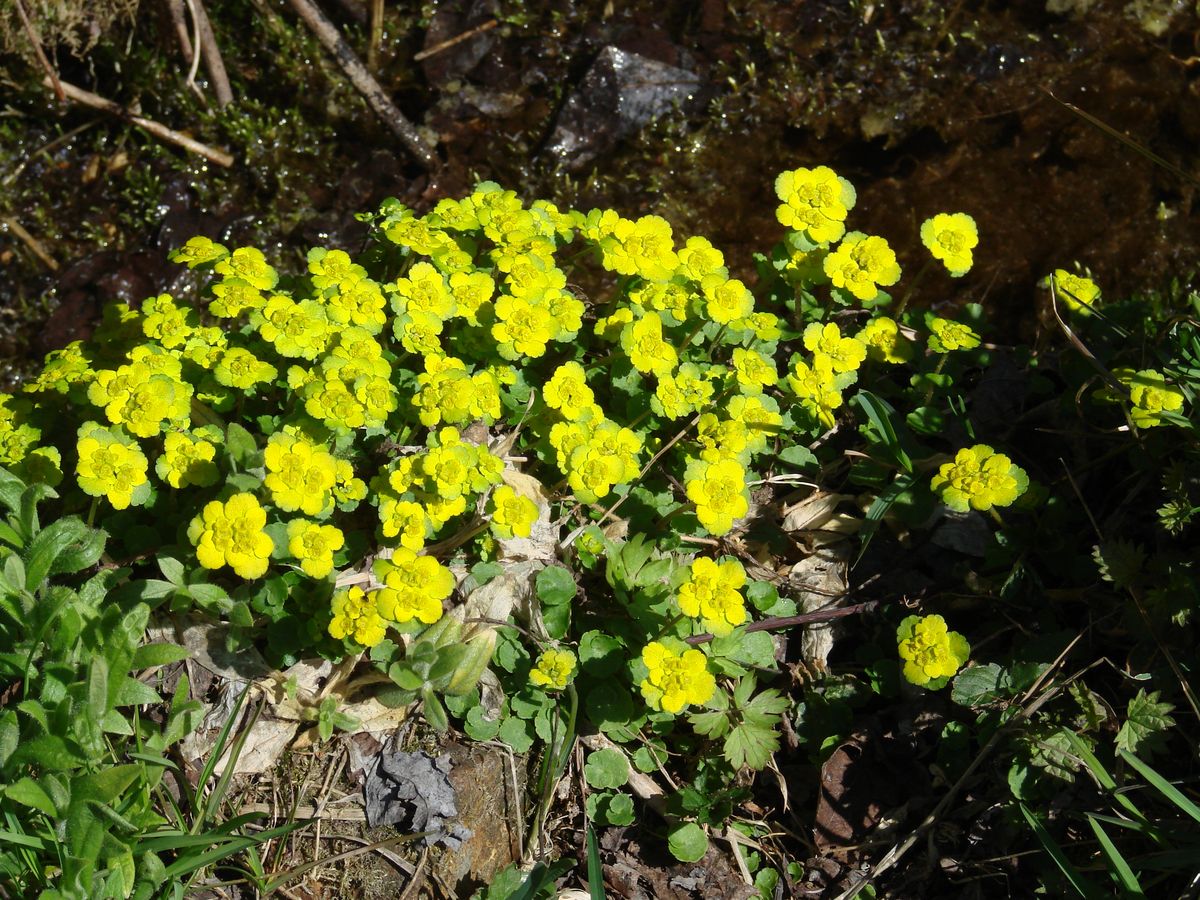 Image of Chrysosplenium sibiricum specimen.