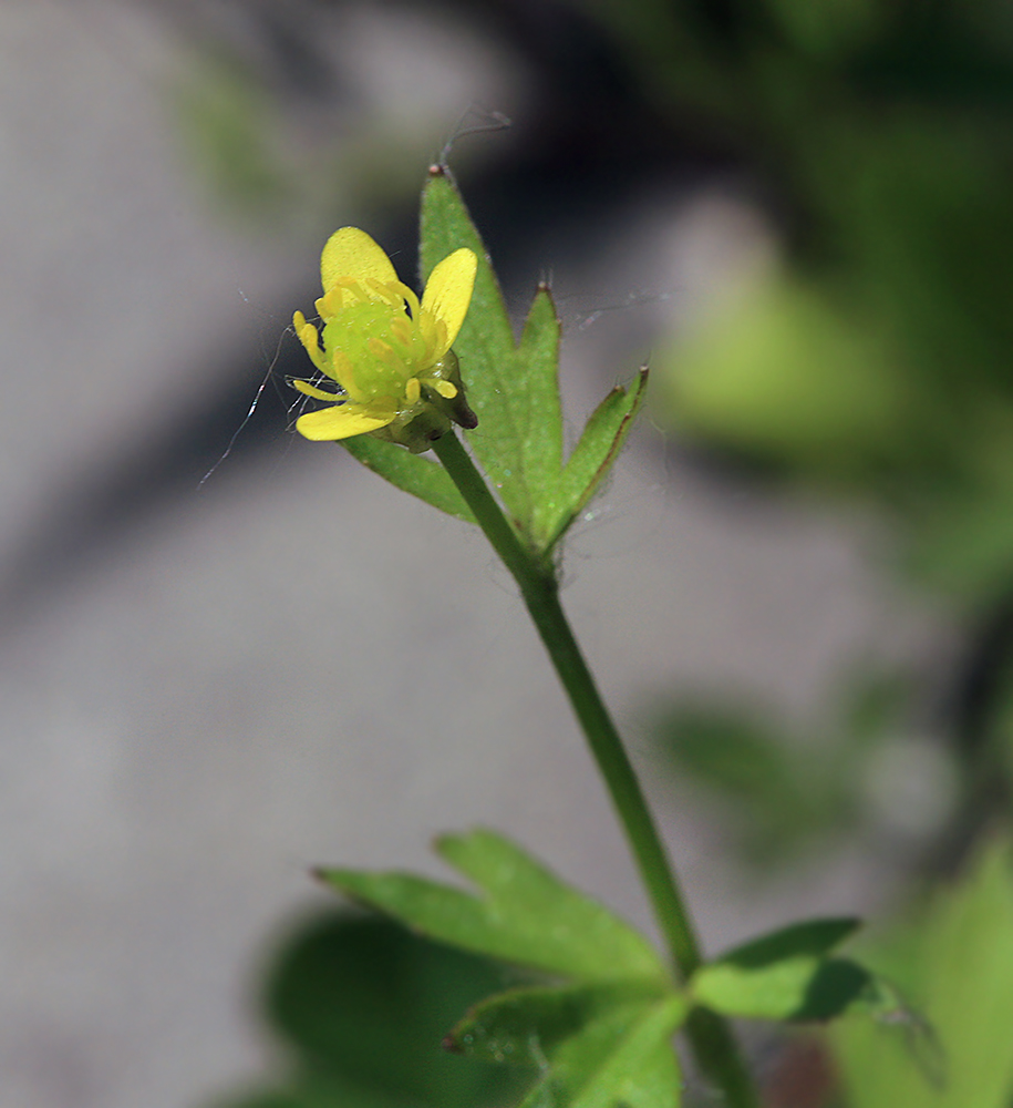 Image of Ranunculus chinensis specimen.