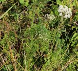 Selinum carvifolia. Нижняя часть цветущего растения. Московская обл., Солнечногорский р-н, окраина Щепкина верхового болота. 12.07.2018.