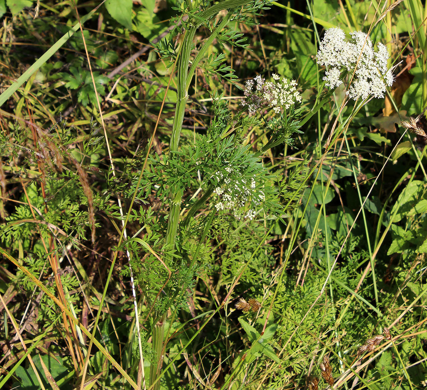 Изображение особи Selinum carvifolia.