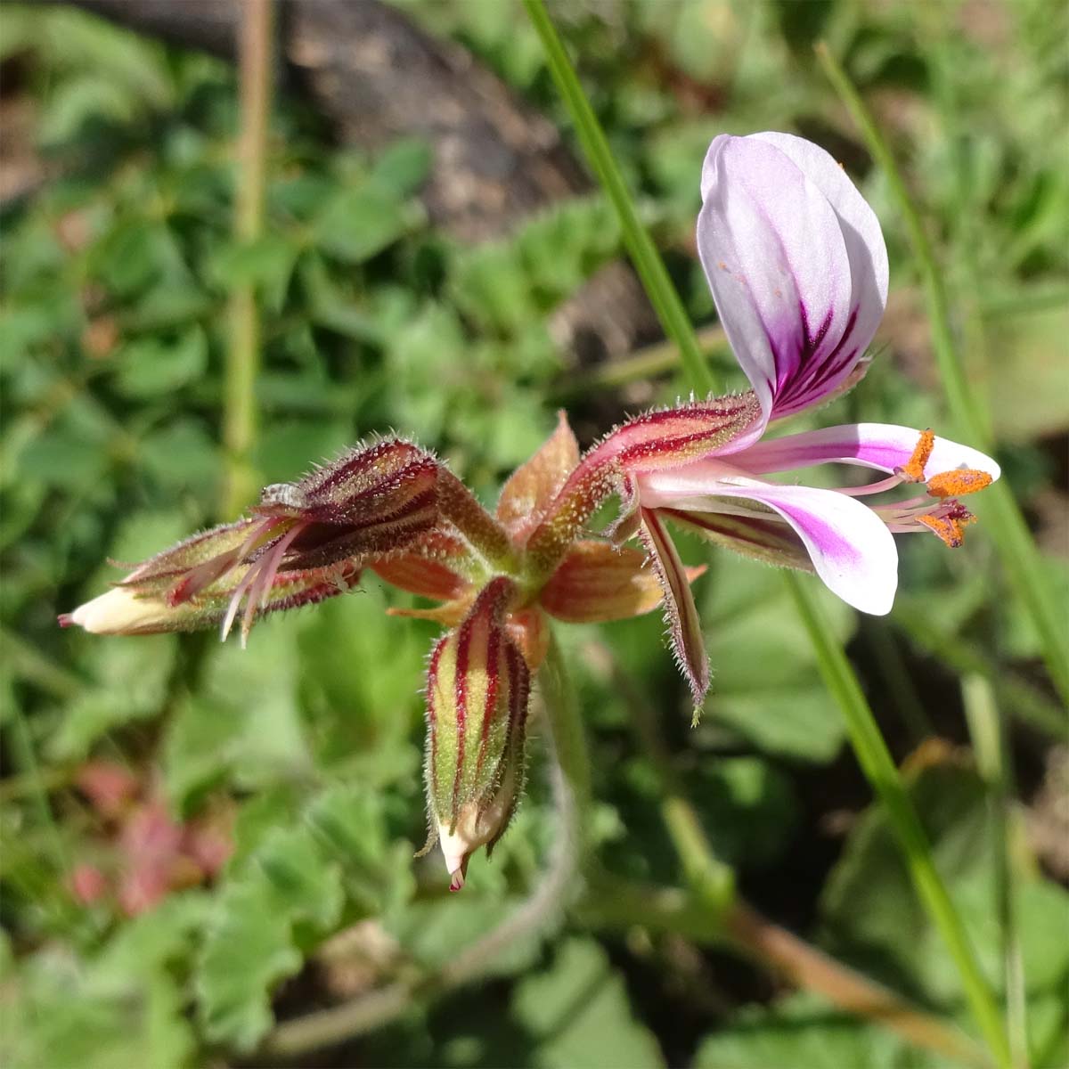 Изображение особи Pelargonium candicans.