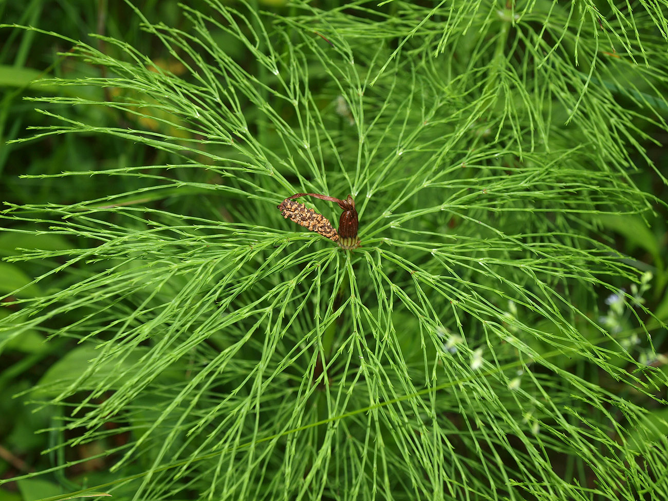 Изображение особи Equisetum sylvaticum.