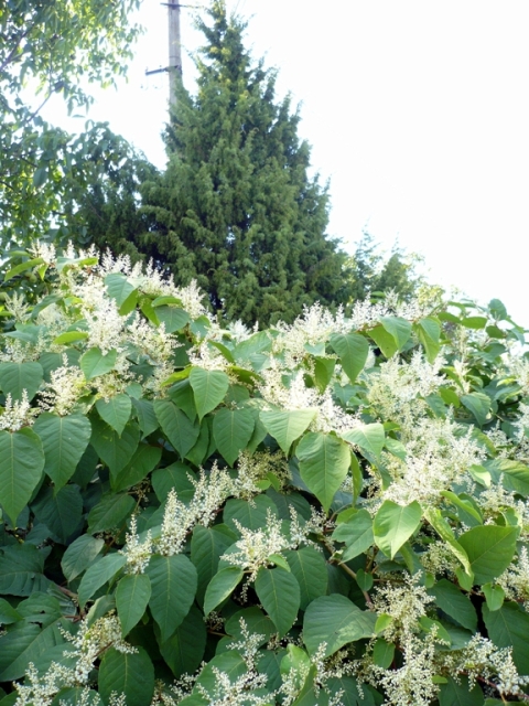 Изображение особи Reynoutria sachalinensis.