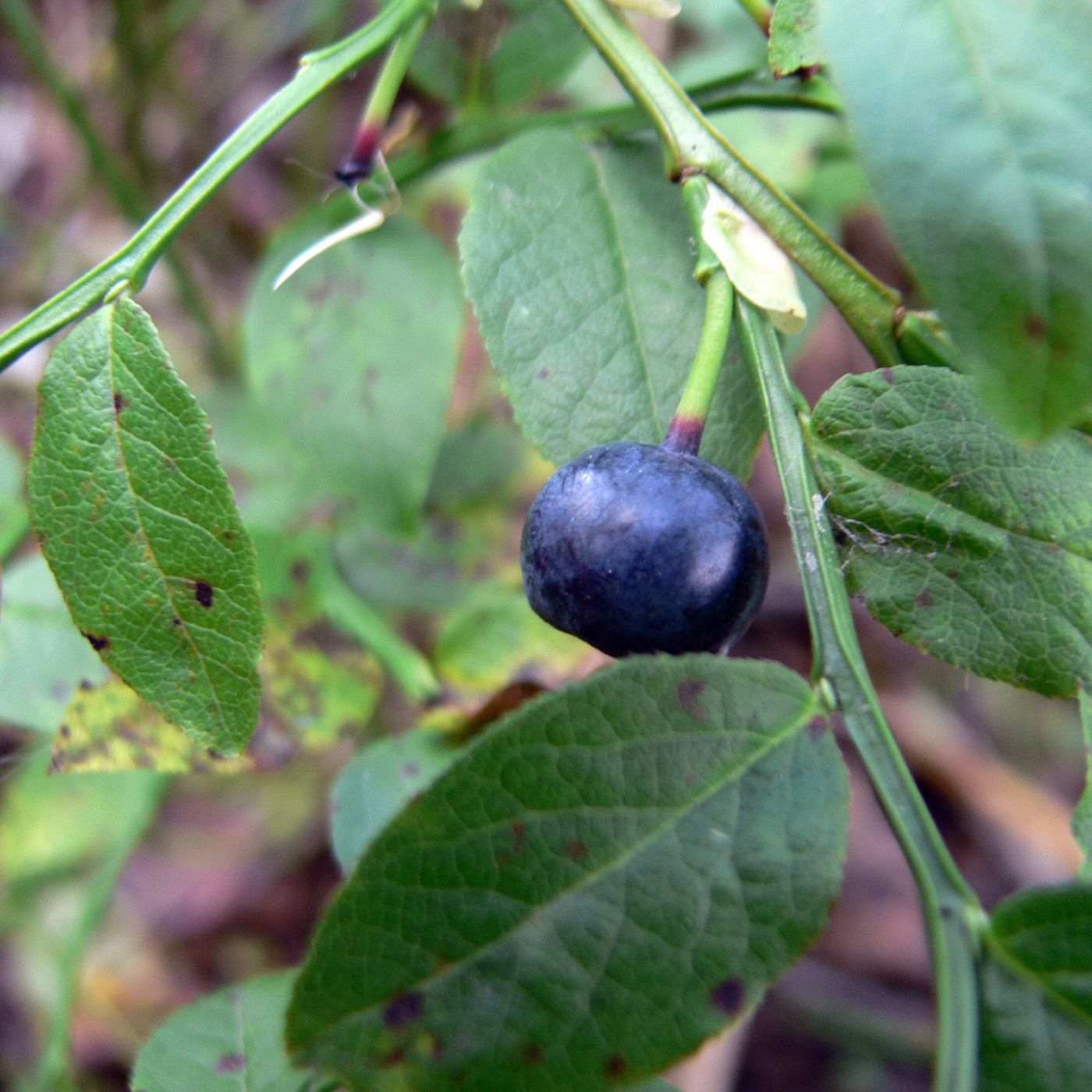 Изображение особи Vaccinium myrtillus.