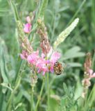 Onobrychis viciifolia
