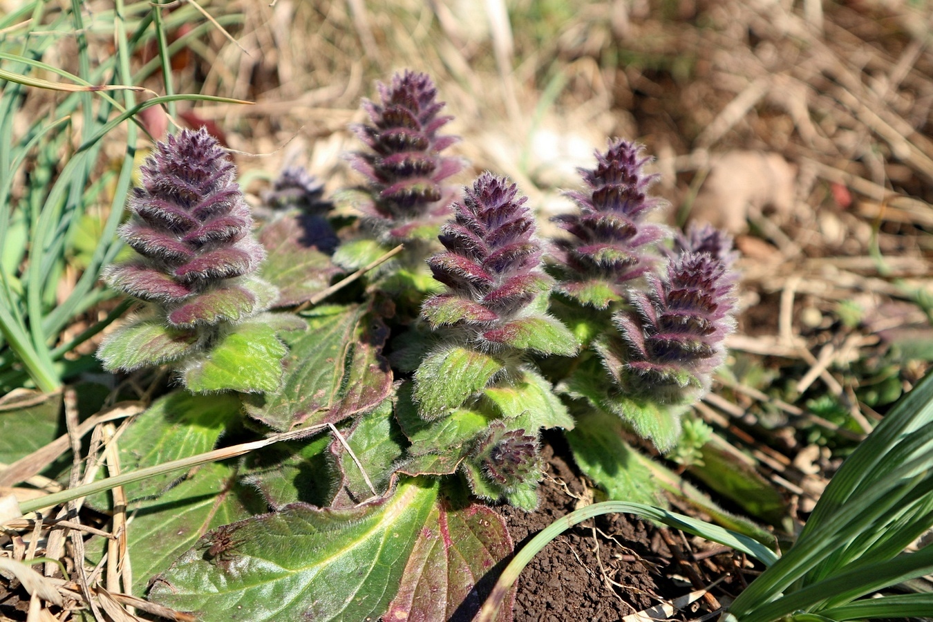 Image of Ajuga orientalis specimen.