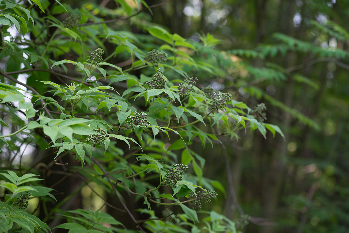 Image of Sambucus sibirica specimen.