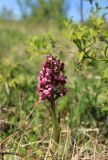 Dactylorhiza romana subspecies georgica. Соцветие. Краснодарский край, Черноморское побережье Кавказа, м/о город-курорт Геленджик, Маркотхский хребет, окр. горы Мухины Поляны, горная луговая степь, выс. ≈ 600 м н.у.м. 27 апреля 2018 г.