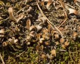 genus Peltigera. Часть слоевища на замшелом пне. Средний Урал, Пермский край, Кунгурский р-н, правый берег р. Сылва, в сосновом лесу на склоне камня Ермак. 7 апреля 2019 г.