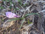 Crocus vernus