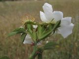 Rosa uncinella. Верхушка побега с цветками. Крым, Севастополь, Верхне-Юхарина балка, степь. 02.06.2019.